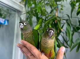 Baby Green check conure parrot