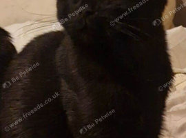 Urgent older kitten/young cats needing new homes (please read)