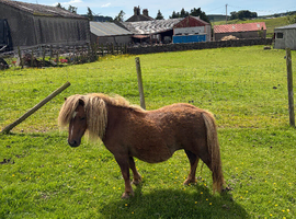 Miniature Shetland filly