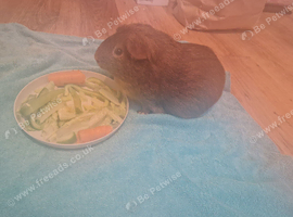 Male guinea pig comes with everything
