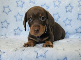 Gorgeous true mini BOYS