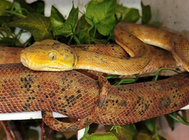 Amazon Tree Boa for sale