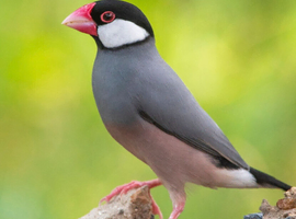 java sparrow