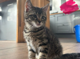 10 week old kittens