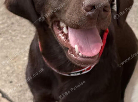 Choclate female labrador