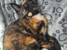 Female kitten needing a home