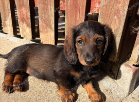 Beautiful miniature dachshund puppies
