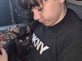 Male dark brown kitten