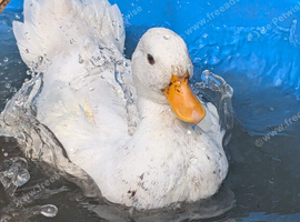 Call and runner duck Drakes only for sale