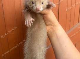 Angora ferrets