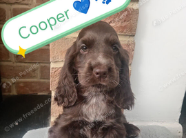 ️  READY NOW KC Chocolate Show Type Cocker Puppies️