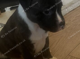 Chunky staffie pups