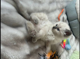 Little Kitten