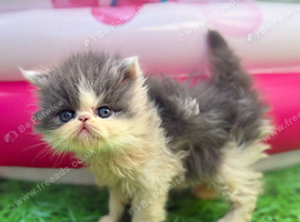 Adorable Persian kittens