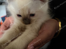 Pure ragdoll kittens