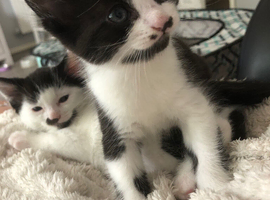 1 female kitten