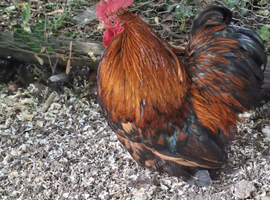 Pair of Pekin Bantams