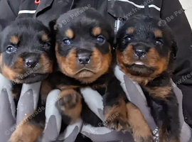 Rottweiler puppies