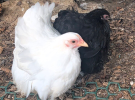 Pekin bantam pullets & Bobwhite quail hens
