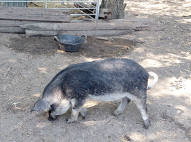 Mangalitsa - swallow-belly