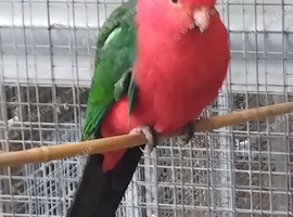 Male king parrot 3 years old