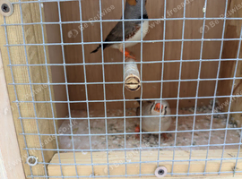Pair of Zebra finches