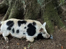 Male kunekune x pot bellied