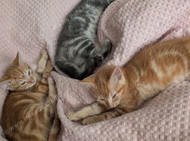 Kittens for sale