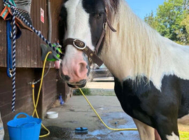 fully loan 20month old gelding