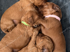 F1b fox red Cavapoos