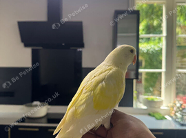 Hand reared mutation Ringnecks