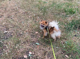 Male Pomeranian