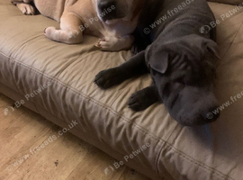 1 beautiful blue puppy for sale