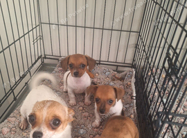 Chiweenie