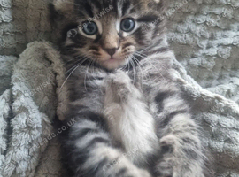 Sweet tabby boy