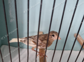 Stunning High-Quality Raza Canary Birds