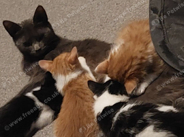 Beautiful  kittens