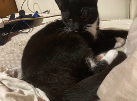 Bella a not even 1 year old cat