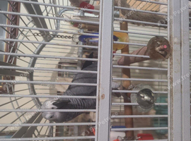 African grey parrot 6yr