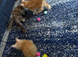 Gorgeous mainecoon male kittens ready