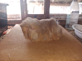 One pure bred Peruvian and a purebred sheltie