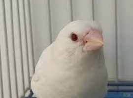 Proven pair of albino bengal bengalese finch