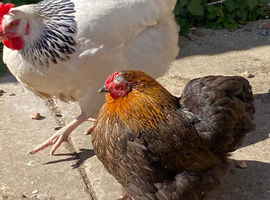 2 large light Suffolk hens 1 bantam and two silver suffolks