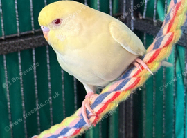 9 week old baby budgies available  home reared