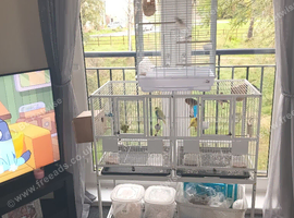 Budgies canarys finches