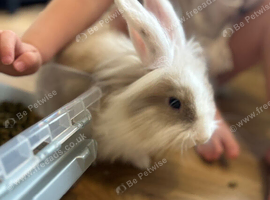 Lion/lop male