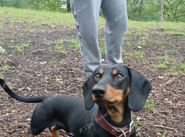 Daschund stud available