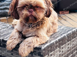 Chocolate Shih Tzu girl