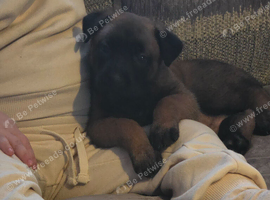 BELGIAN MALINOIS PUPPIES FOR SALE