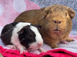 Guinea pigs gorgeous bonded boys